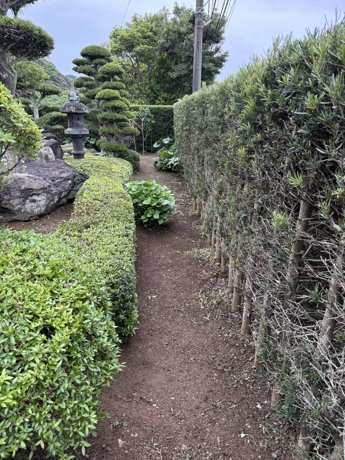 草刈りと簡易剪定